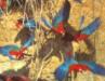 Manu Biosphere Reserve